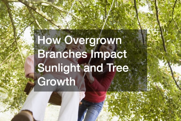 How Overgrown Branches Impact Sunlight and Tree Growth